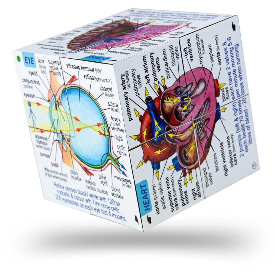 Learning Bigjigs | Zbk Human Body Cubebook