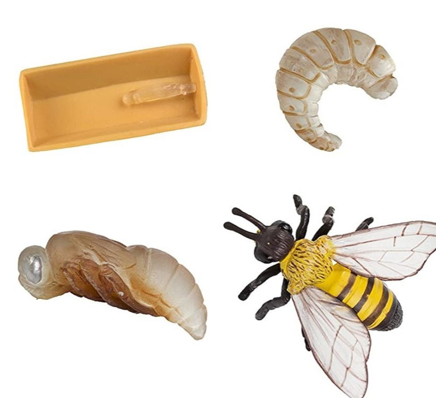 Sensory Play Axse | Safari Life Cycle - Honey Bee