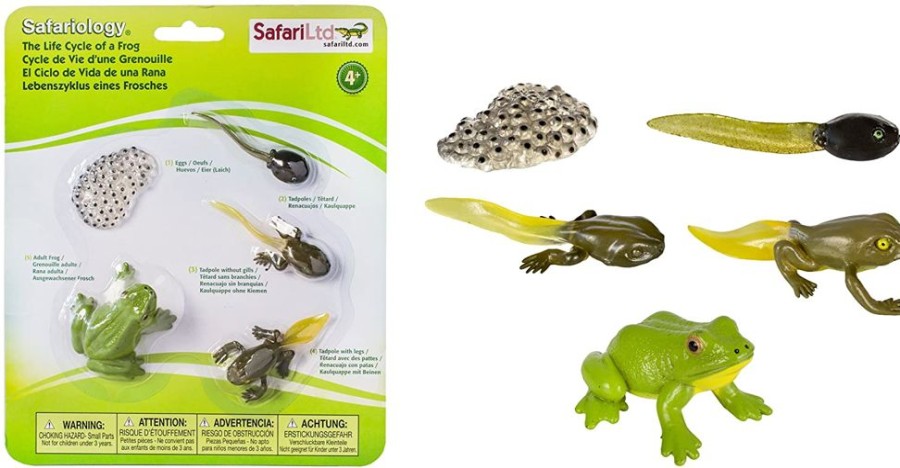 Learning Axse | Safari Life Cycle - The Frog