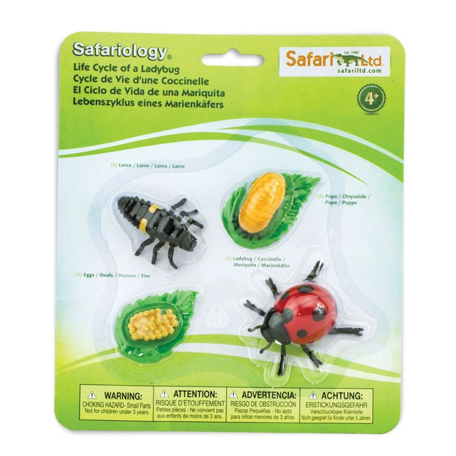 Learning Axse | Safari Life Cycle Of A Ladybug