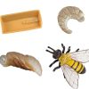 Small World Play Axse | Safari Life Cycle - Honey Bee