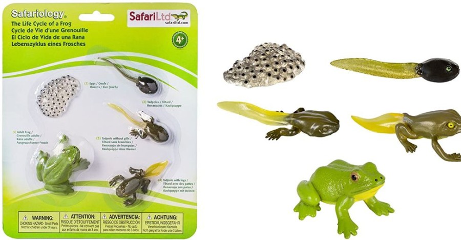 Sensory Play Axse | Safari Life Cycle - The Frog