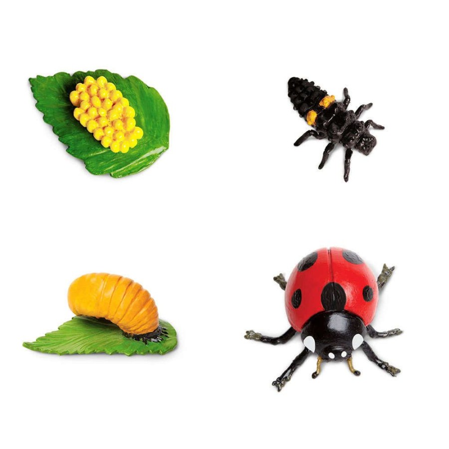 Sensory Play Axse | Safari Life Cycle Of A Ladybug