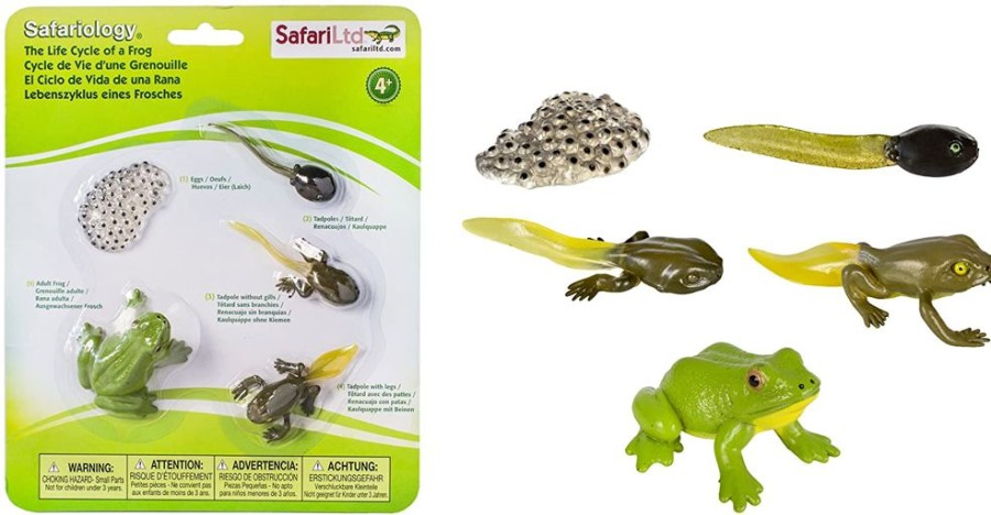 Animals Axse | Safari Life Cycle - The Frog