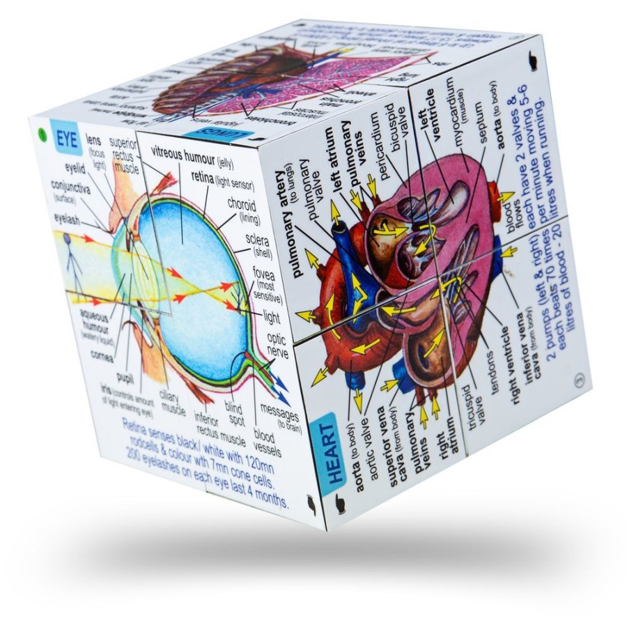 Sensory Play Bigjigs | Zbk Human Body Cubebook