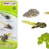 Small World Play Axse | Safari Life Cycle - The Frog