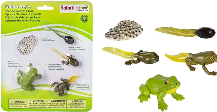 Small World Play Axse | Safari Life Cycle - The Frog