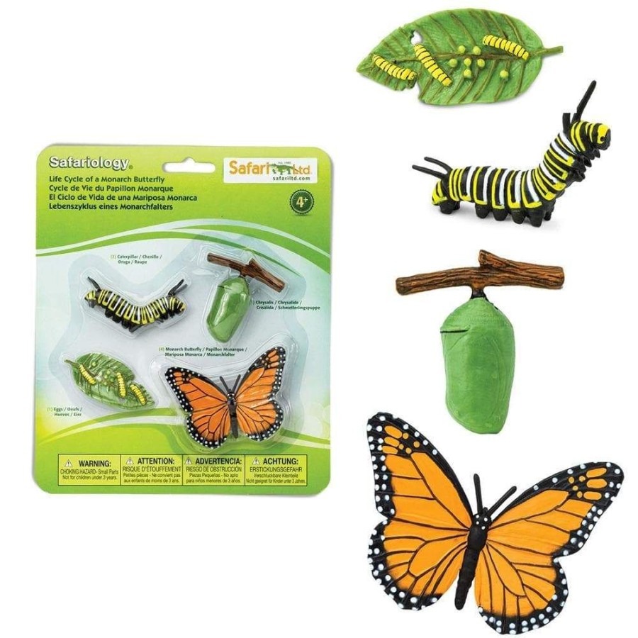 Learning Axse | Safari Life Cycle - Monarch Butterfly