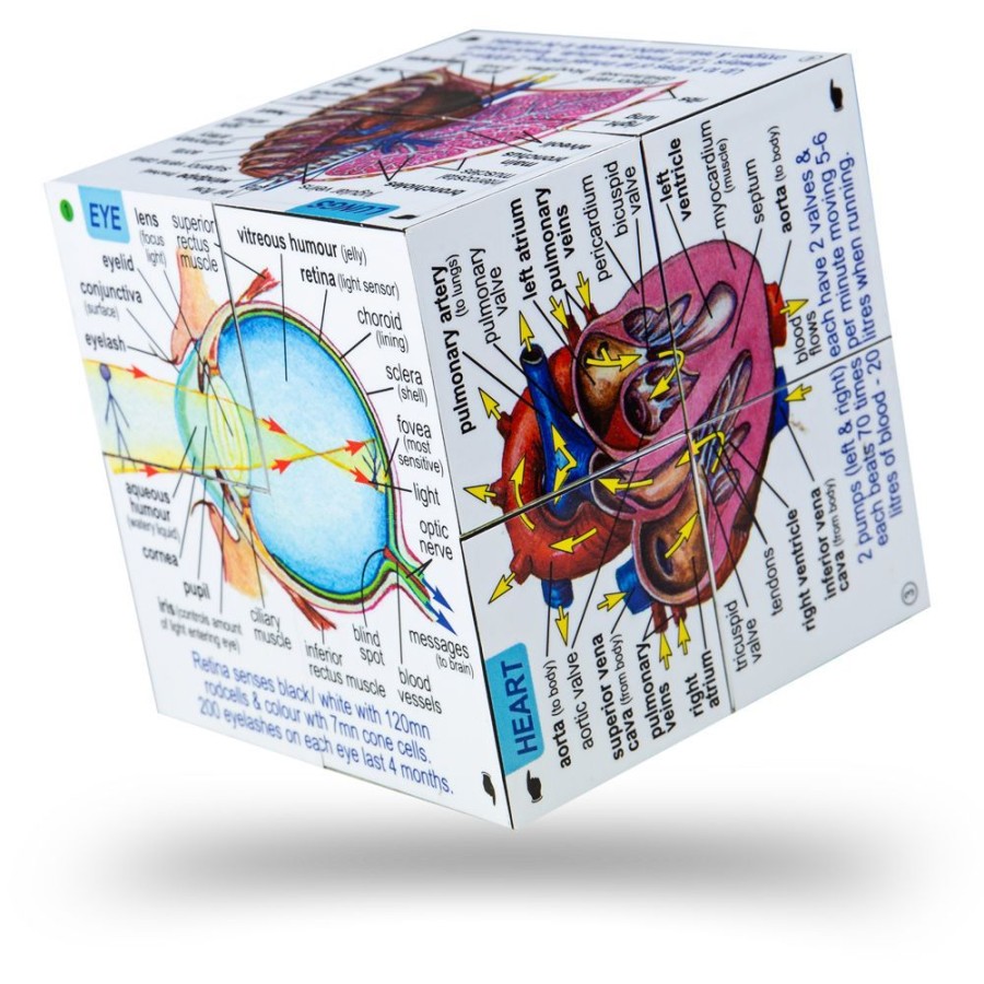 Travel Toys Bigjigs | Zbk Human Body Cubebook